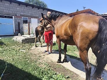 коны: Продаю кабылу с жеребенком,возраст кабылу 4,5 жеребенку 5месяцна — 1