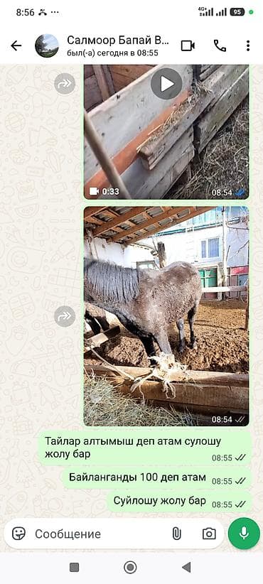 лошат обмен: Продаю | Жеребец | Для разведения — 1