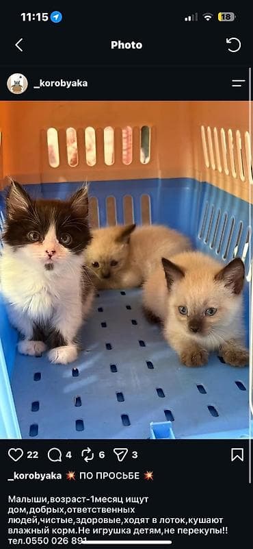 котёнки маленькие: Котята, домашние, игривые и ласковые. - Возраст: примерно 1–1,5 — 1