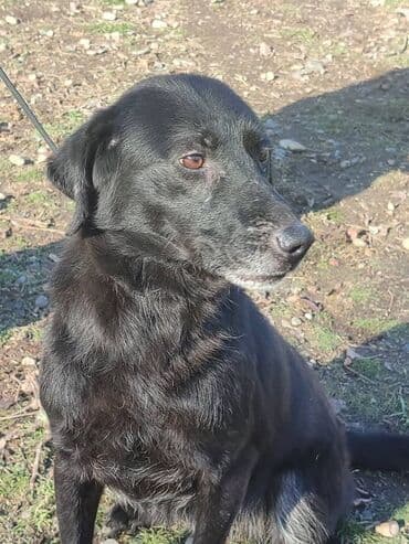 домик для большой собаки: Ищем дом прекрасной и крупной собаке. Рожать не будет,привезём сами — 6