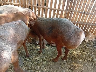 кеклик бишкек: Сатам | Ургаачы кой (ургаачы), Кочкор (эркек) | Аргын, Арашан | Союуга, Көбөйтүү үчүн | Жасалма жол менен боозутуу, Ургаачы — 4