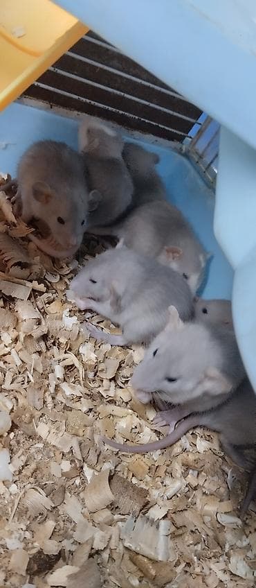 клей для крыс: Продам маленьких крысят голубой окрас. есть и другие расцветки — 2