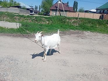 чешская коза: Продаю | Коза (самка) | Для разведения — 4