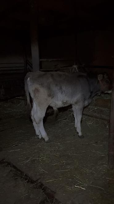 швиц быки: Продаю | Бык (самец) — 3