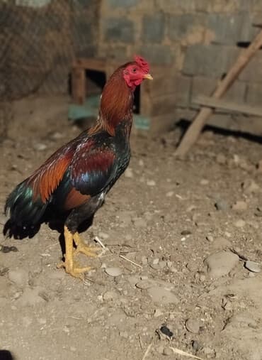 Продаю | Петух | Бойцовая | Для разведения at lalafo.kg Продаю | Петух | Бойцовая | Для разведения