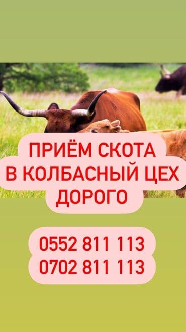 поставщики кормов для животных бишкек: Приём Мясо В Колбасный Кони телят и любого возраста. Калбасный цехге — 1