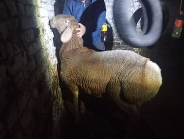 семейной ячмень: Продаю | Баран (самец) | Арашан | Для разведения | Осеменитель — 6