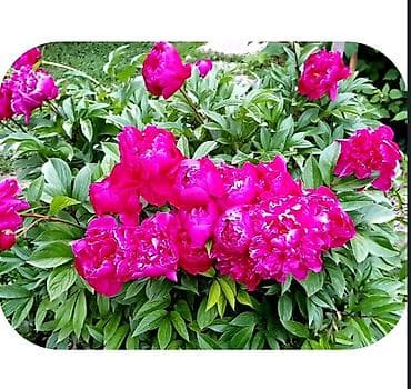 рассада цветка: Срочно! Продаю цветы, пионы. Цвет розовый, бардо. Новопокровка — 2