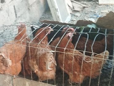 цыплята брама бишкек: Продаю курей Хайнлайн соня браун — 1