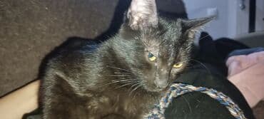 купить попугая неразлучника: Кошка даром: Бомбейская, 4 месяца, Мальчик, Проглистована — 4