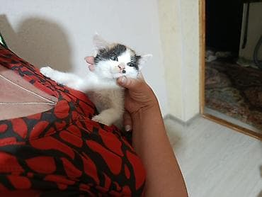 Животные: Котята, трехцветные (черепаховые и бело-черные с рыжими пятнами) - — 1