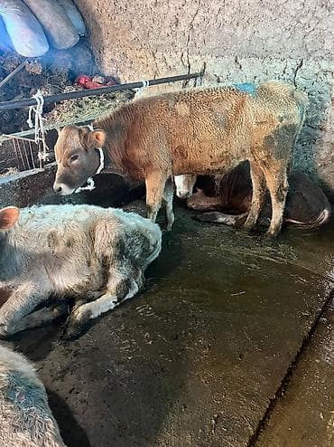 сколько стоит енот: Продаю | Бык (самец) | Ангус, Аулиекольская | На откорм — 4