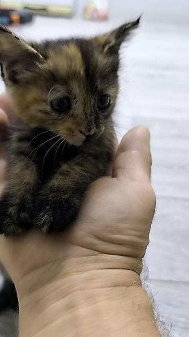 котяты: Тайская, 1 месяц, Мальчик — 2