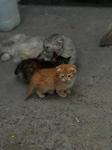 кошку: Котята из одного помёта. - Окрас: рыжий (классический табби) и — 2