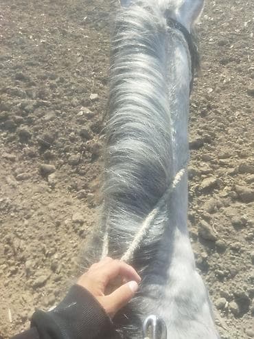 кабылы: Прогулки верхом на лошади (серой масти) - Индивидуальные конные — 1