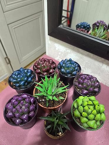 полотер: Композиции из кактусов и суккулентов в горшках - Наборы мини-кактусов — 3