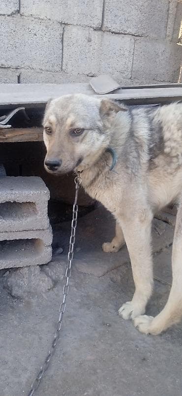 купить собаку фокстерьер: Собака среднего размера, на цепи. Окрас серо-палевый с темным — 7