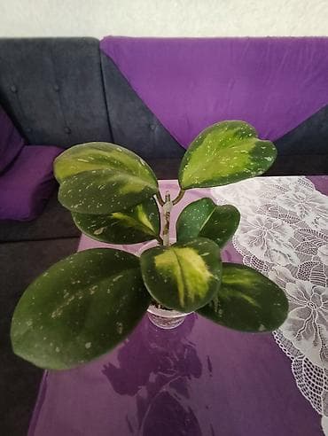 цветы для мамы: Филодендрон Биркин 400 Хлорофитум с горшком-400 Церопегия Вуди 300 — 1