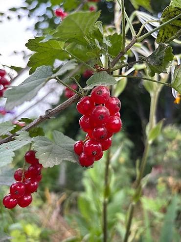 черный орех: Смородина В розницу, Платная доставка — 3