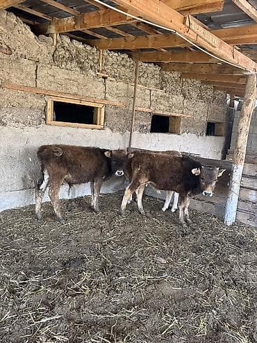 животные на продажу: Продаю | Бык (самец) | Алатауская | Для разведения | Привязанные — 6