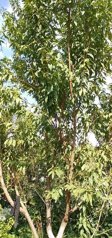 Недвижимость: 🌿 Просторный дом с большим участком 7,5 соток в Чуй-Токмоке (ул — 6
