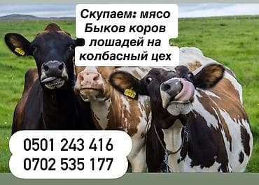 бекер уй: Жеке жак : Уйлар, букалар, | Союуга, этке — 1