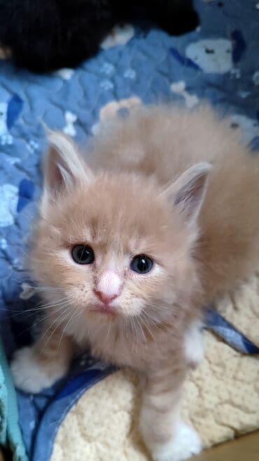 купить кошку в бишкеке: ( фотографии родные Не с интернета и не искусственный — 7