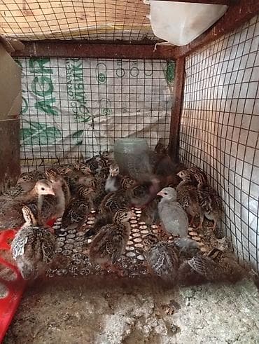 Продаю домашних цесарят двух недельных