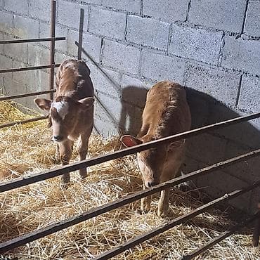 абиссинская кошка бишкек: Продаю | Музоо, торпок | Швицкая | Для разведения, Для молока | Племенные, Искусственник — 5