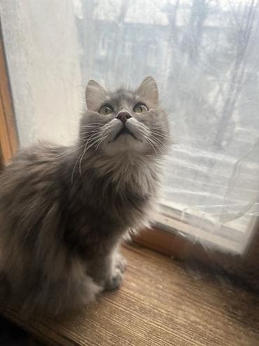 рыжая сибирская кошка: Кошка даром: Русская голубая, Мальчик — 8