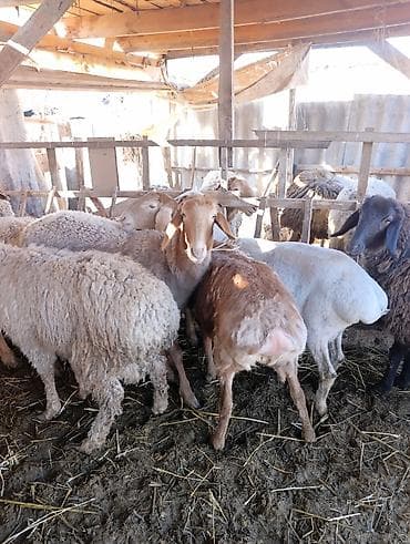 яг як: Продаю | Овца (самка) | Полукровка | Для разведения | Матка — 3