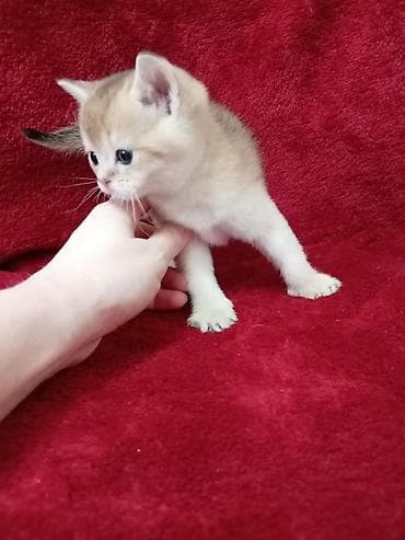 британская лиловая кошка: 💛 Золотое счастье ищет свой дом 💛 Открыто бронирование на шикарного — 8