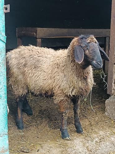 мышык бекер берем: Сатам | Кочкор (эркек) | Союуга | Асыл тукумдуу — 7