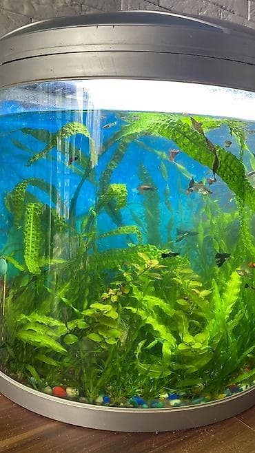 купить сенорезку: Гуппи Эндлэра — живородящие аквариумные рыбы. Продаю семью из 2 — 1