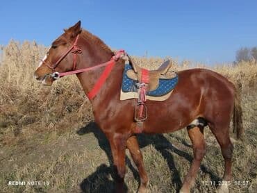 булдок ит: Продаю | Жеребец | Рабочий — 1