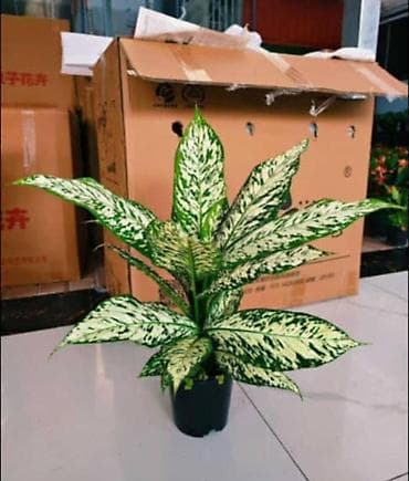 когти точка: Комнатные пальмы в горшках. 1) Саговник (Cycas revoluta) - Компактная — 9