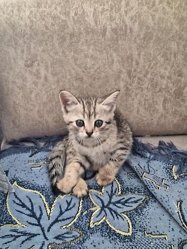 приют собак в бишкеке: Продаю котят скотишь страйт короткошерстные прямоухие очень добрые и — 1