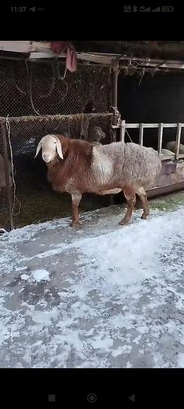 арашанские овцы: Продаю | Баран (самец) | Арашан | Для разведения | Племенные — 2