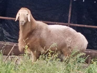 Продаю | Баран (самец) | Арашан | Для разведения | Осеменитель at lalafo.kg Продаю | Баран (самец) | Арашан | Для разведения | Осеменитель