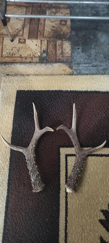 роза ош: Пара природных оленьих рогов (левый и правый). - Материал — 1