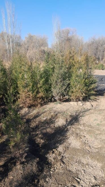 пресс саман: 🔥🔥🔥Продаются саженцы можжевельника и туи! Качественные, здоровые — 3