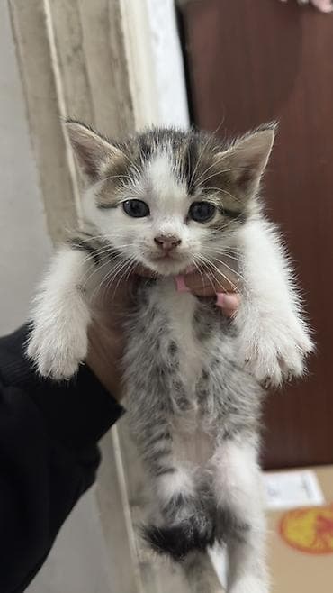 Котята домашние, короткошёрстные, полосато-белой окраски (tabby с