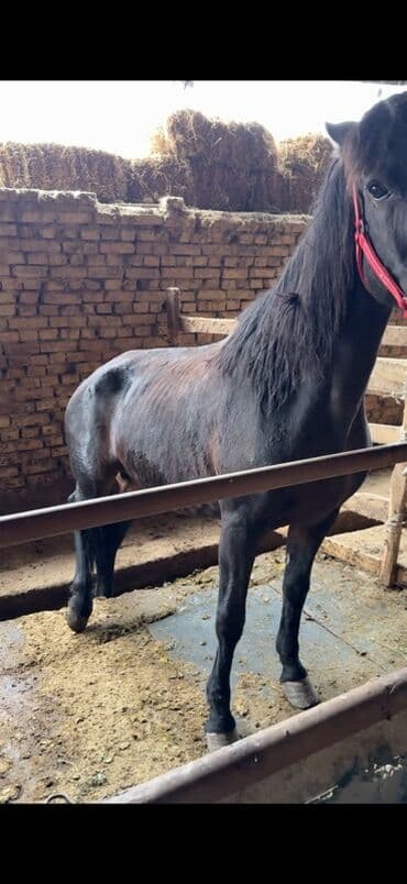 продаю доберман: Продаю | Кобыла (самка) | На забой | Племенные — 1