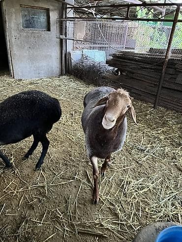 Продаю | Баран (самец) | На забой | Осеменитель, Племенные at lalafo.kg Продаю | Баран (самец) | На забой | Осеменитель, Племенные