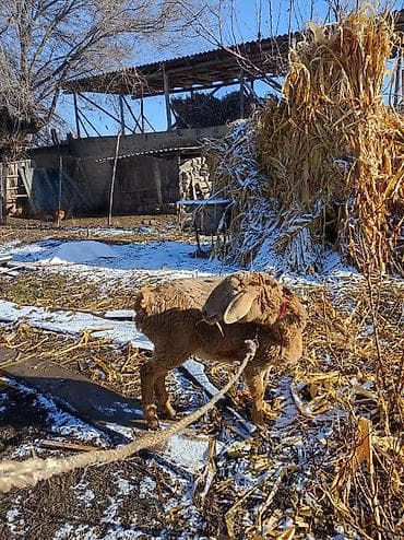 Зоотовары: Продаю | Ягненок | На забой | Матка — 3