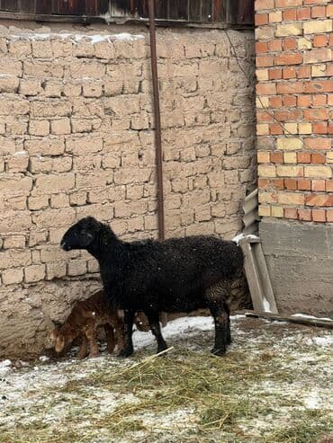 Продаю | Овца (самка) | Для разведения | Матка