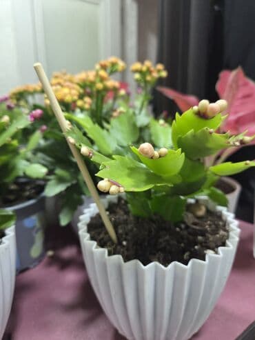 сколько стоит аквариум с рыбками: Декабрист (Schlumbergera, зигокактус) в горшке. - Компактные кустики — 1