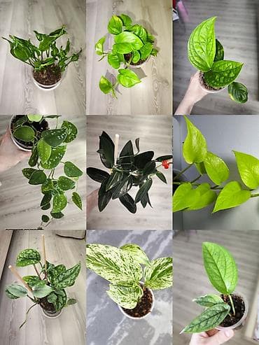 аквариум бишкек цена: Разные комнатные растения. Чтобы узнать стоимость конкретного растения — 1