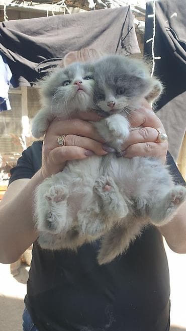 парода кошка: Пушистые котята, длинношёрстные, окрасы серо-белый (дымчатый с белым) — 2