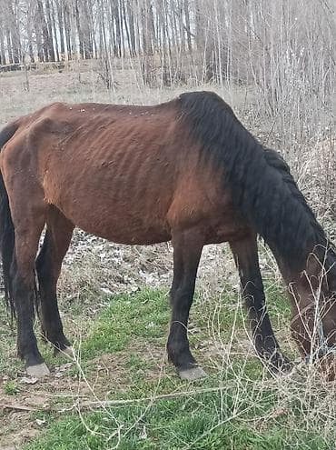 лошадь кыргызстан: Продаю | Кобыла (самка) | Рабочий — 1